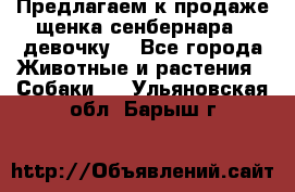 Предлагаем к продаже щенка сенбернара - девочку. - Все города Животные и растения » Собаки   . Ульяновская обл.,Барыш г.